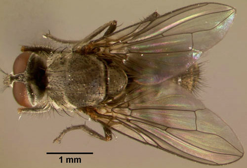 Horn Fly http://entomology.ifas.ufl.edu