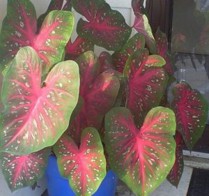Heart shaped green caladium with red veins grown in a container.
