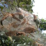Close up of hickory leaves and stems encased in fall webworm web.
