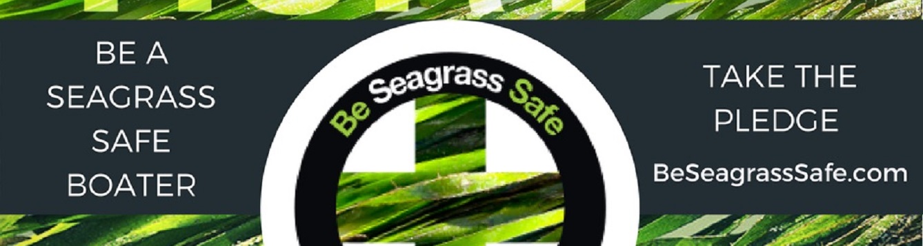 take the seagrass scarring pledge