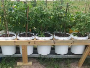 tomatoes planted in 5 gallon buckets