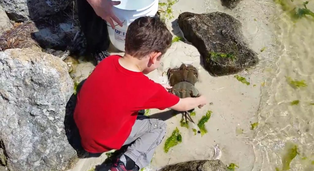 One of the youngest volunteers in the program collects a crab to tag