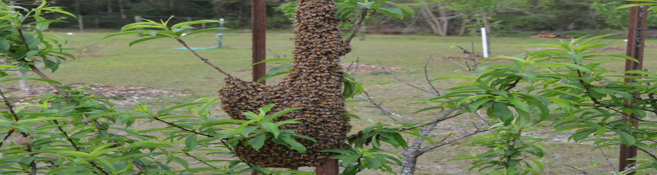 Swarmiing Bees WN 3-22-19 feat