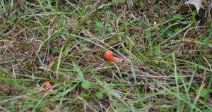 Stinkhorn is a striking orange finger shooting up from the ground