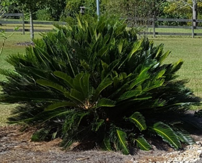 Sago palm image 1 (1)