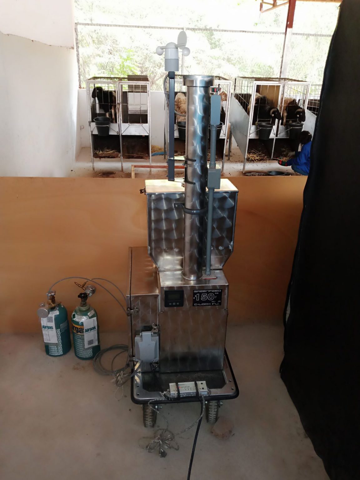 Burping sheep and Africa’s first GreenFeed project to measure their