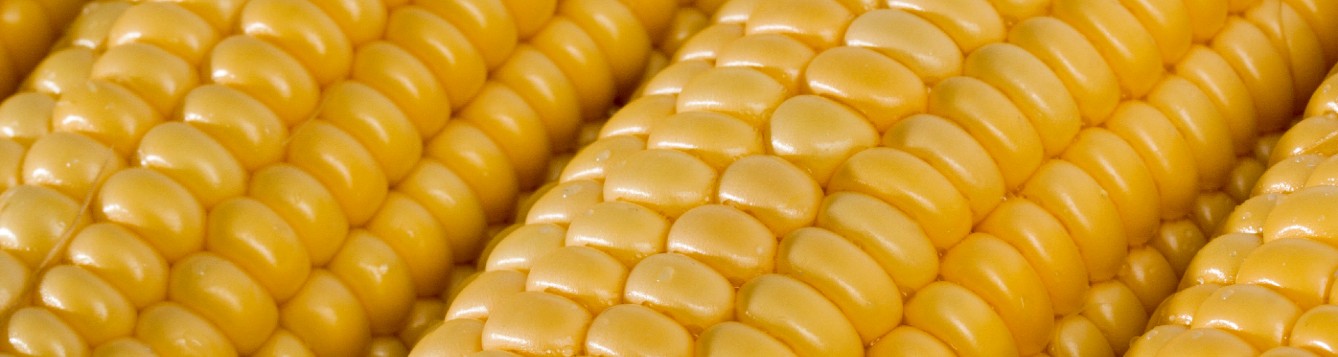 close-up of shucked corn