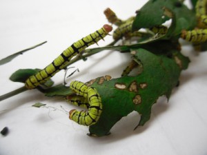 spanworm caterpillar