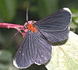 spanworm moth