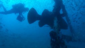 diver and Goliath grouper