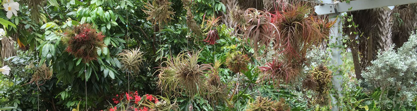 A garden wall of Tillandsia plants