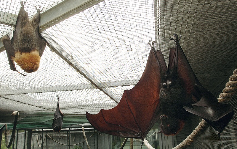 Bats at the Lubee Foundation. Left: Rodriguez fruit bat, Right: Flying Fox