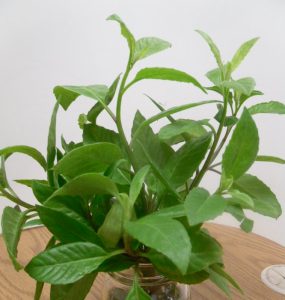 Harvested longevity spinach stems