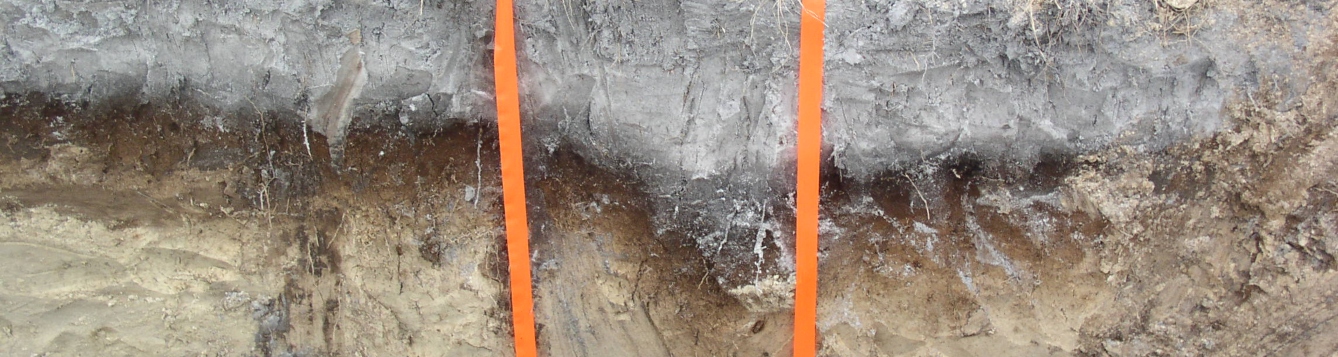 photograph of a Florida soil profile