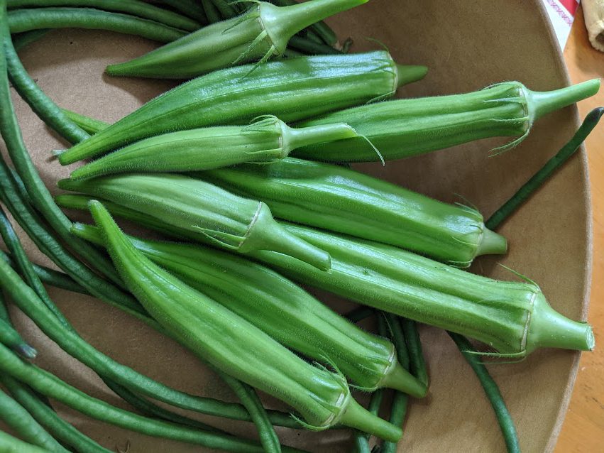 Oh to Okra, A Summer Time Vegetable! UF/IFAS Extension Manatee County