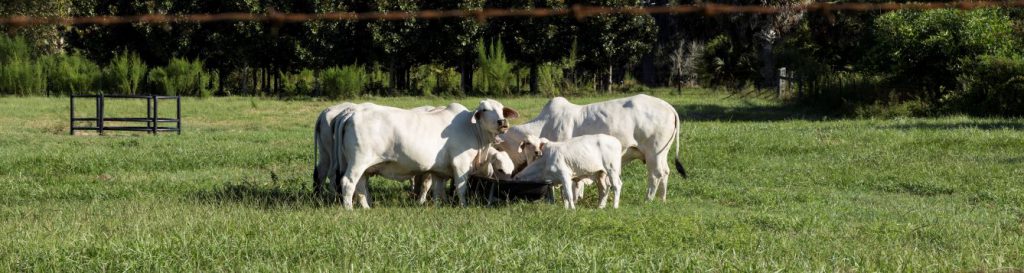 artificial-insemination-in-cattle-uf-ifas-extension-manatee-county