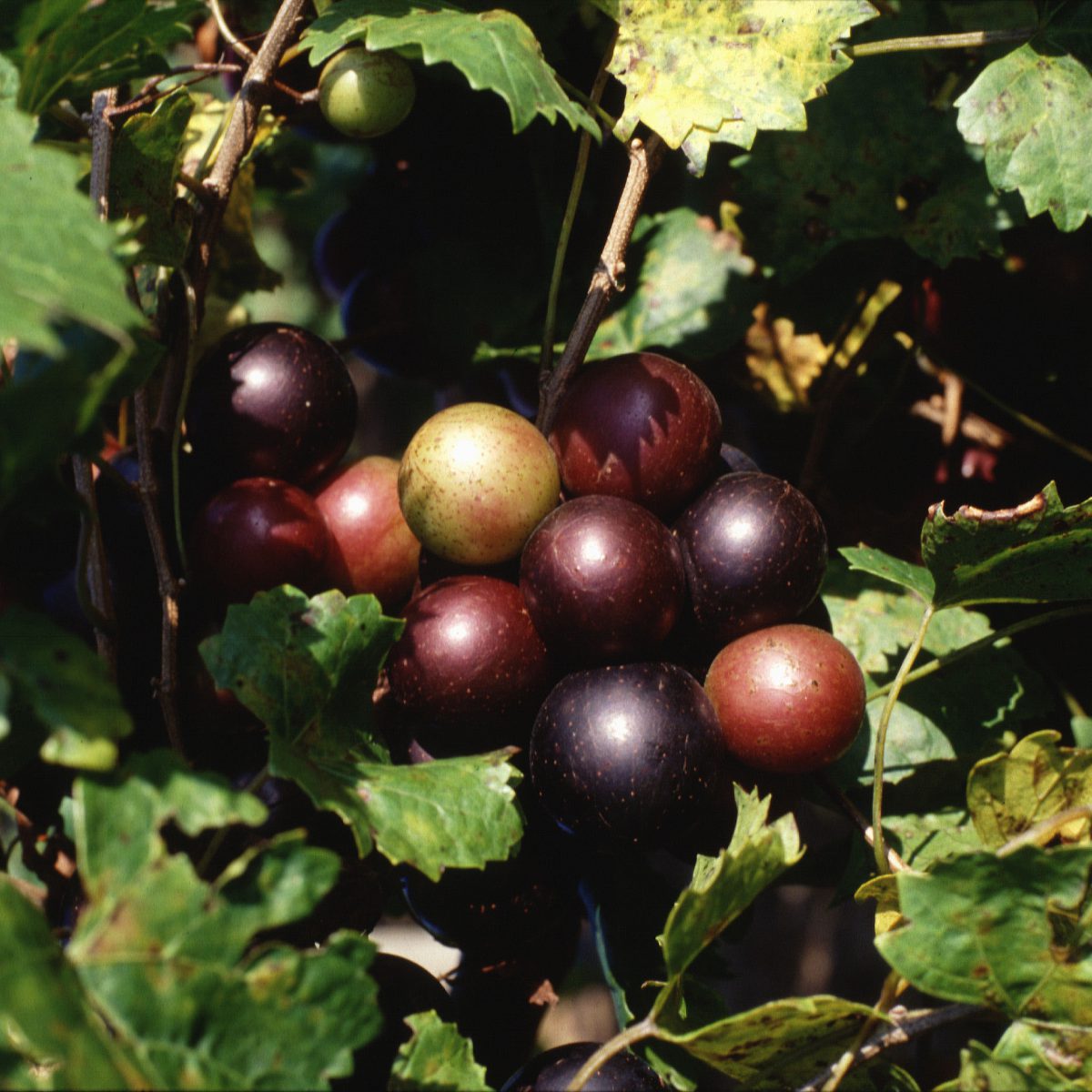 fruit-crops-growing-grapes-uf-ifas-extension-manatee-county