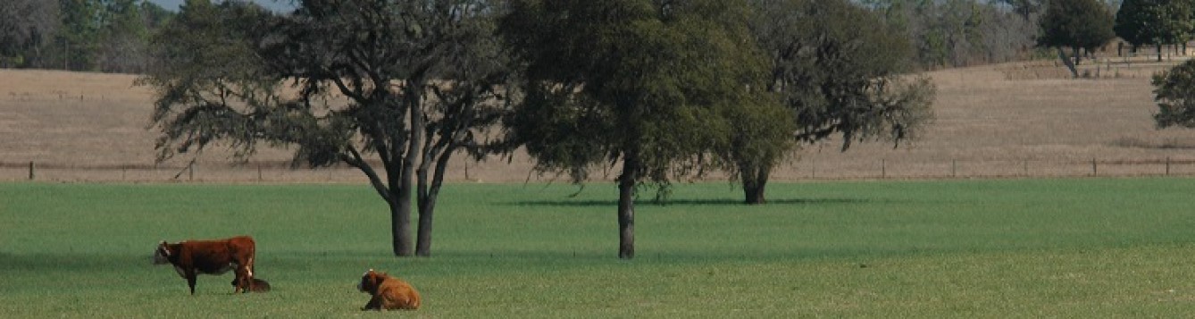 Bahiagrass pasture