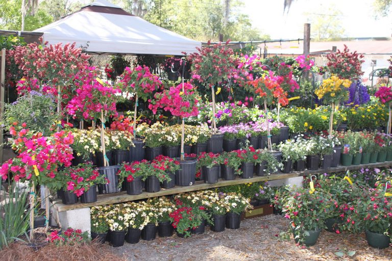 Visit Garden Shows for Plants and Inspiration UF/IFAS Extension