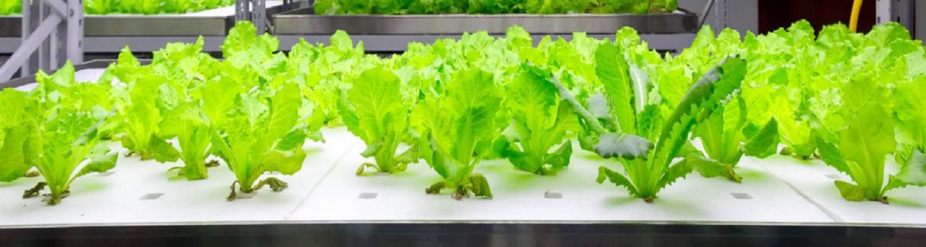 hydroponics for homeowners