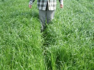 Annual Ryegrass: Not just a winter aesthetic. - UF/IFAS Extension