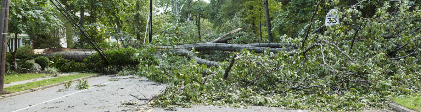 Downed tree in the road takes down power lines after a large storm
