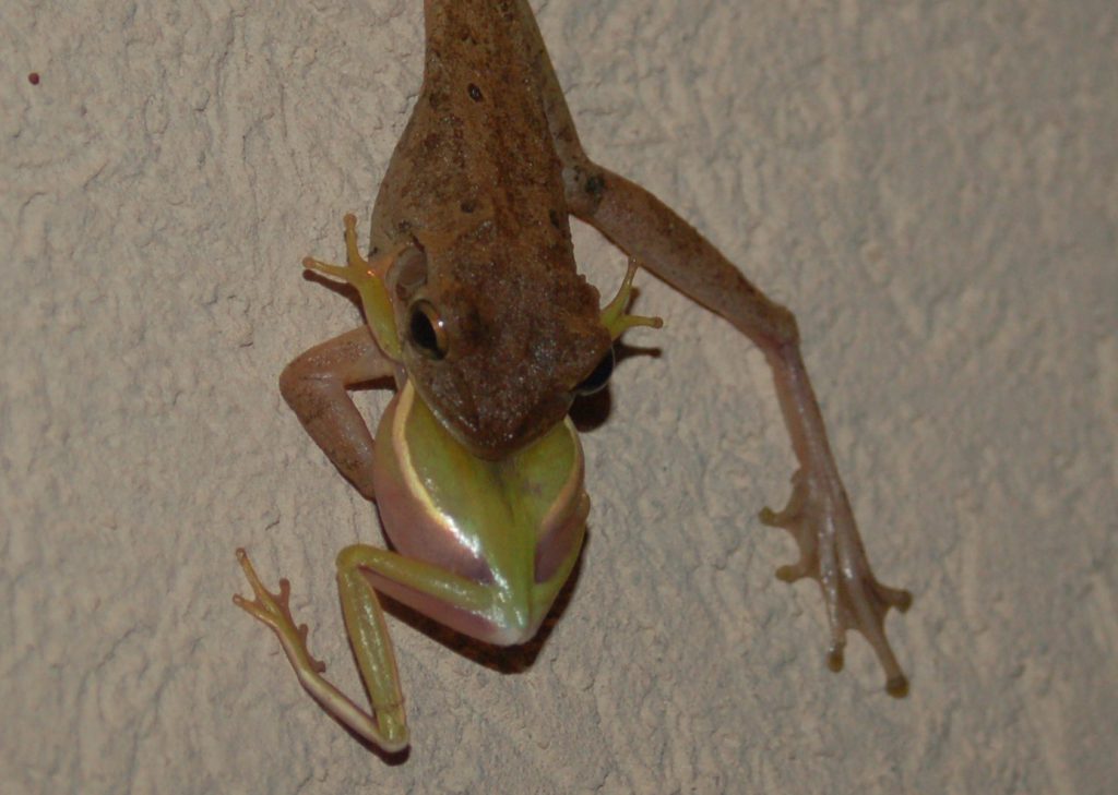 Cuban Tree Frogs Are You Harboring Fugitives in Your Backyard?