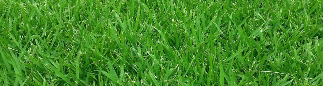 turf grass and lawn
