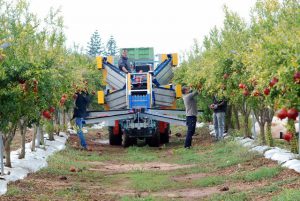 Harvesting apples in an Italian orchard. 