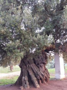Olive tree, one of several Italian crops
