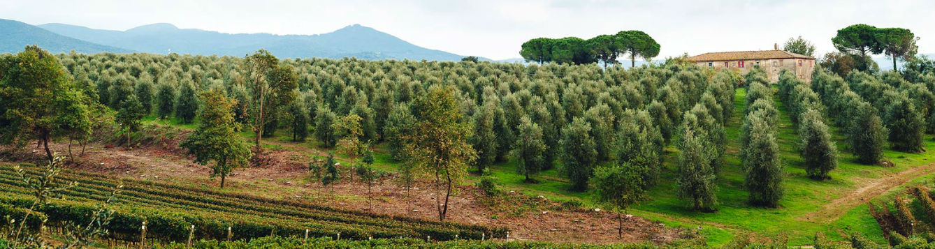 Panorama view of Italian farm
