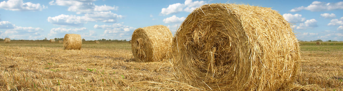 Hay Bales in field