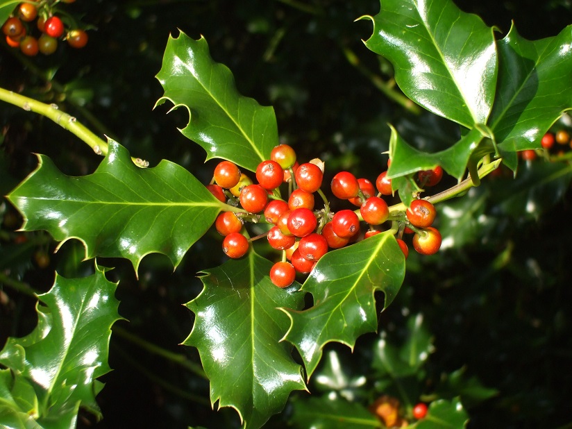holly american florida hollies useful ifas