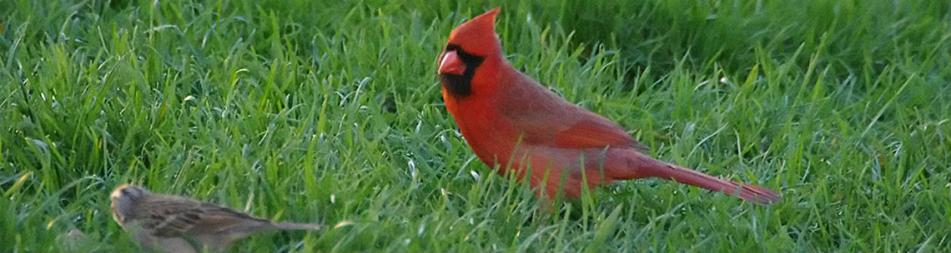 Backyard Birds - Cardinal