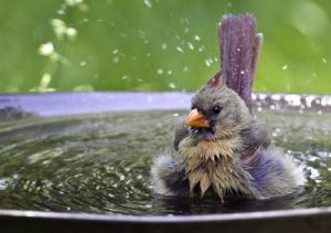 Female cardinal in birdbath