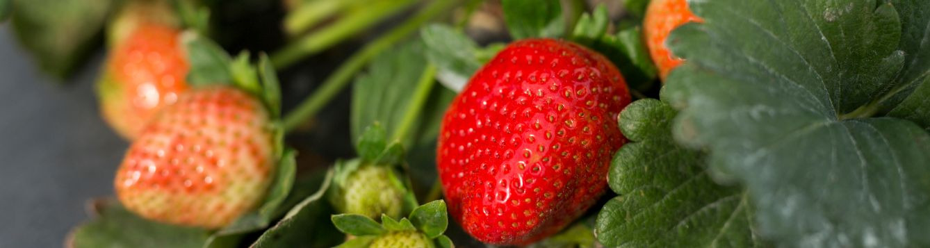 Strawberries on plant