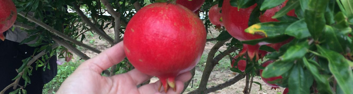 Hand holding ripe pomegranate on tree