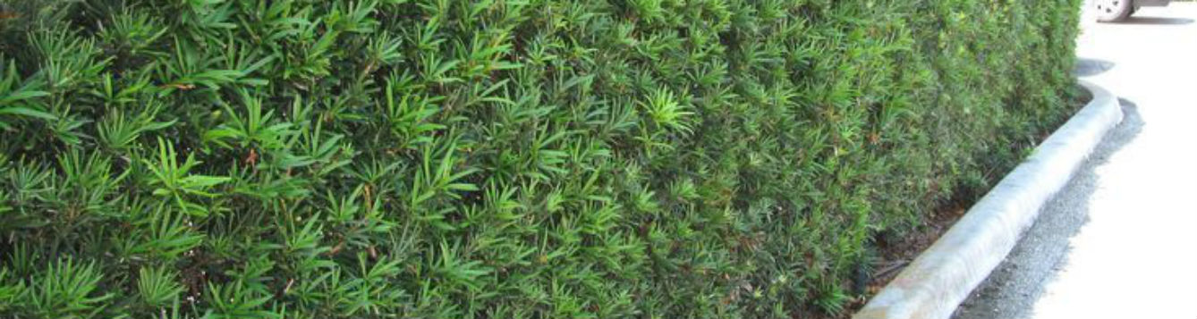 podocarpus hedge