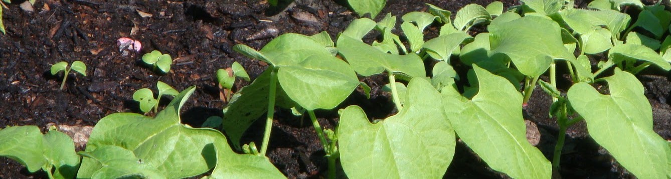 Beans Sprouting