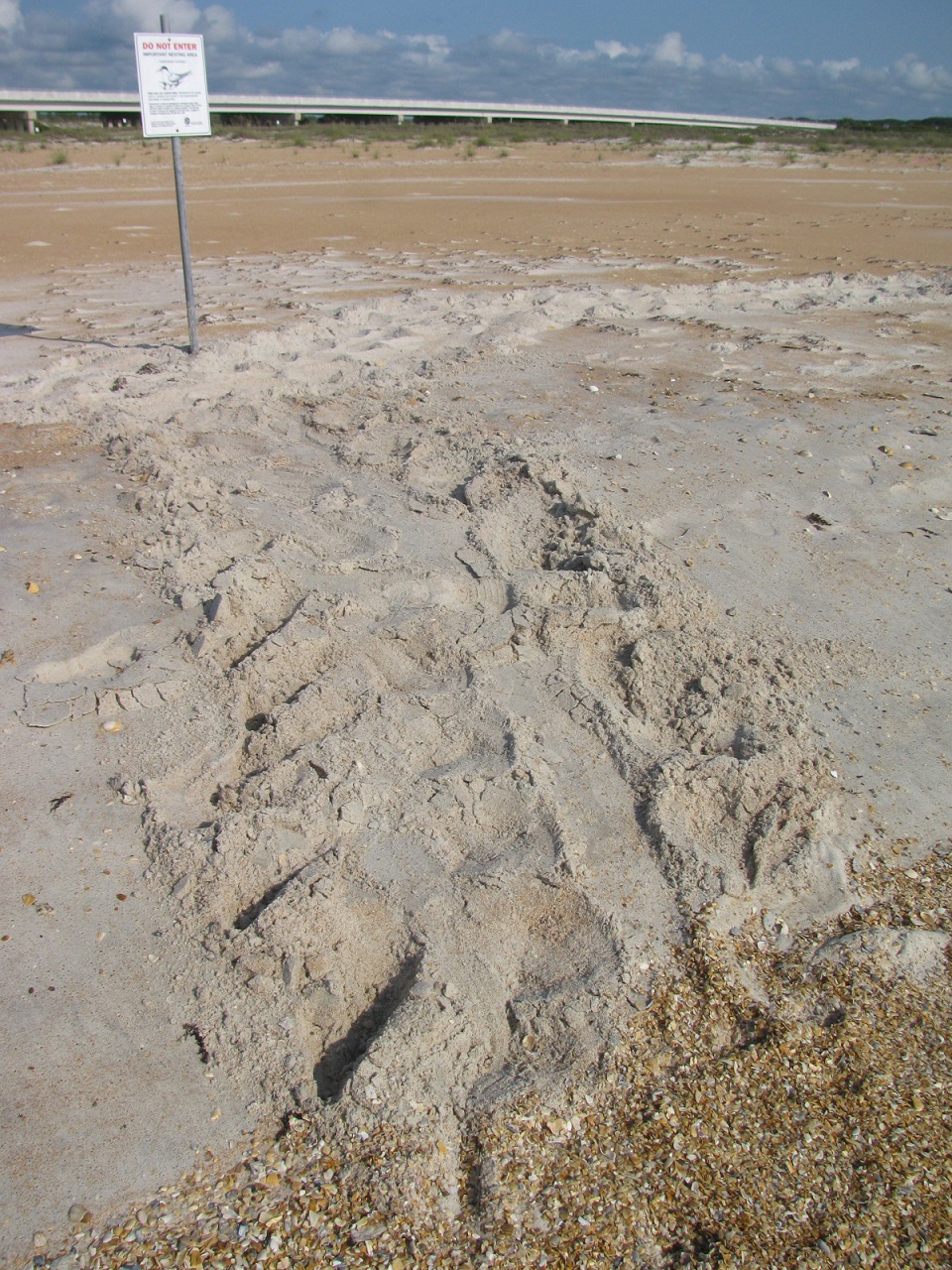 Sea turtle tracks