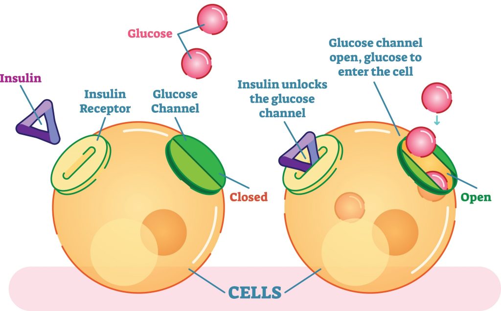 What Is Insulin Resistance And How To Reverse It UF IFAS Extension