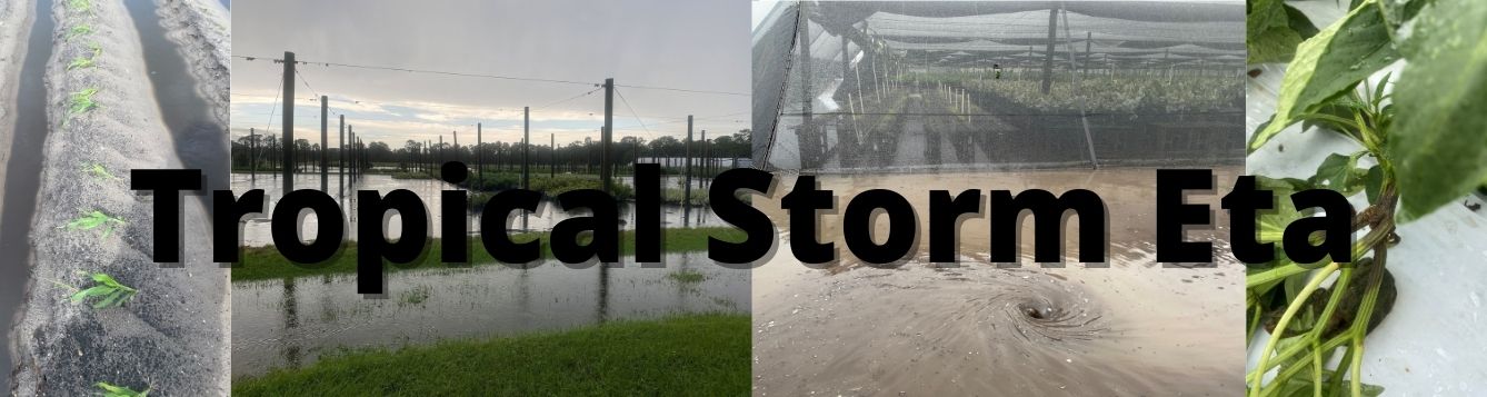 photos of storm damage to nurseries and farms & title "Tropical Storm Eta"