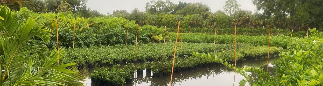 potted plants at one Martin County nursery sit in flood waters from Tropical Storm Eta