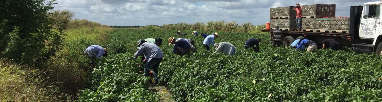 Farmworkers harvesting food crop in Martin County.