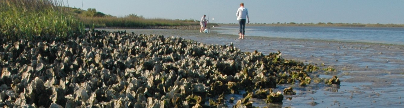 Oyster Bed