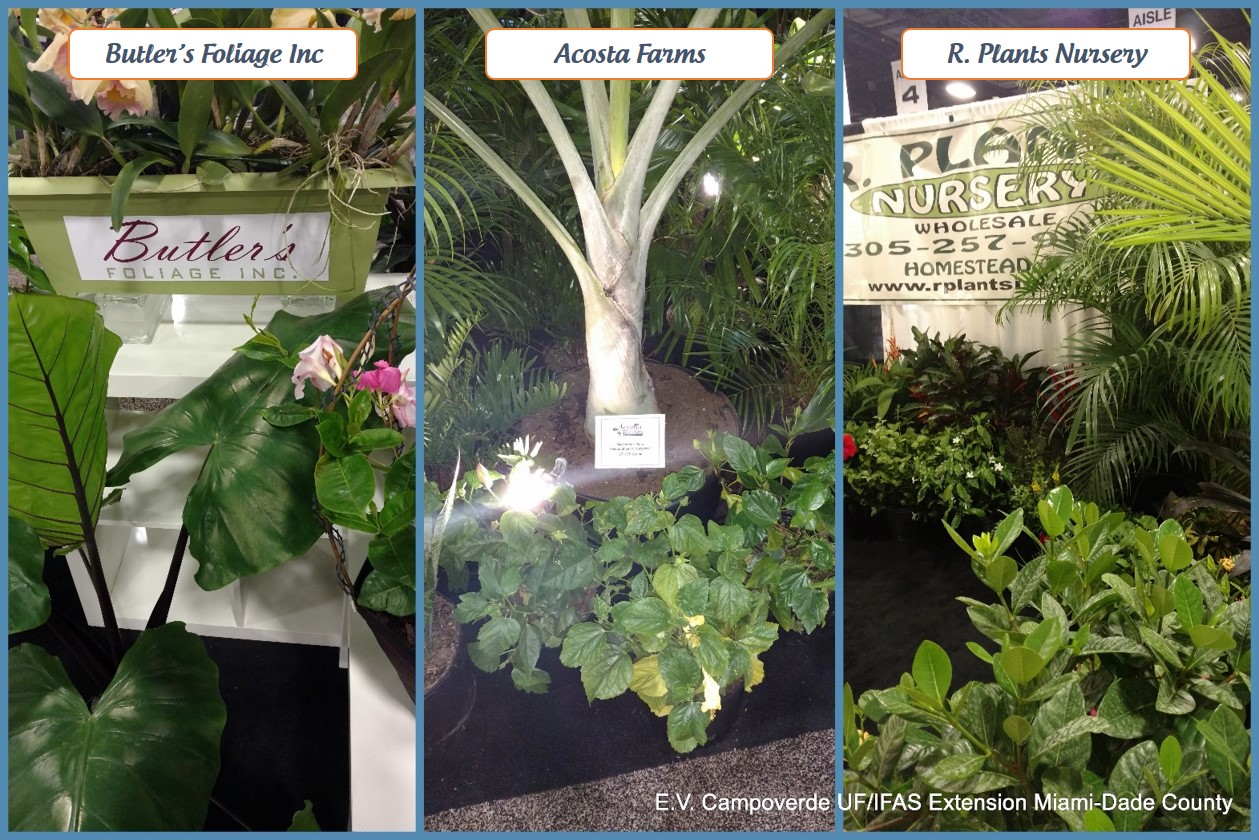 South Florida Plant Show TPIE UF/IFAS Extension MiamiDade County