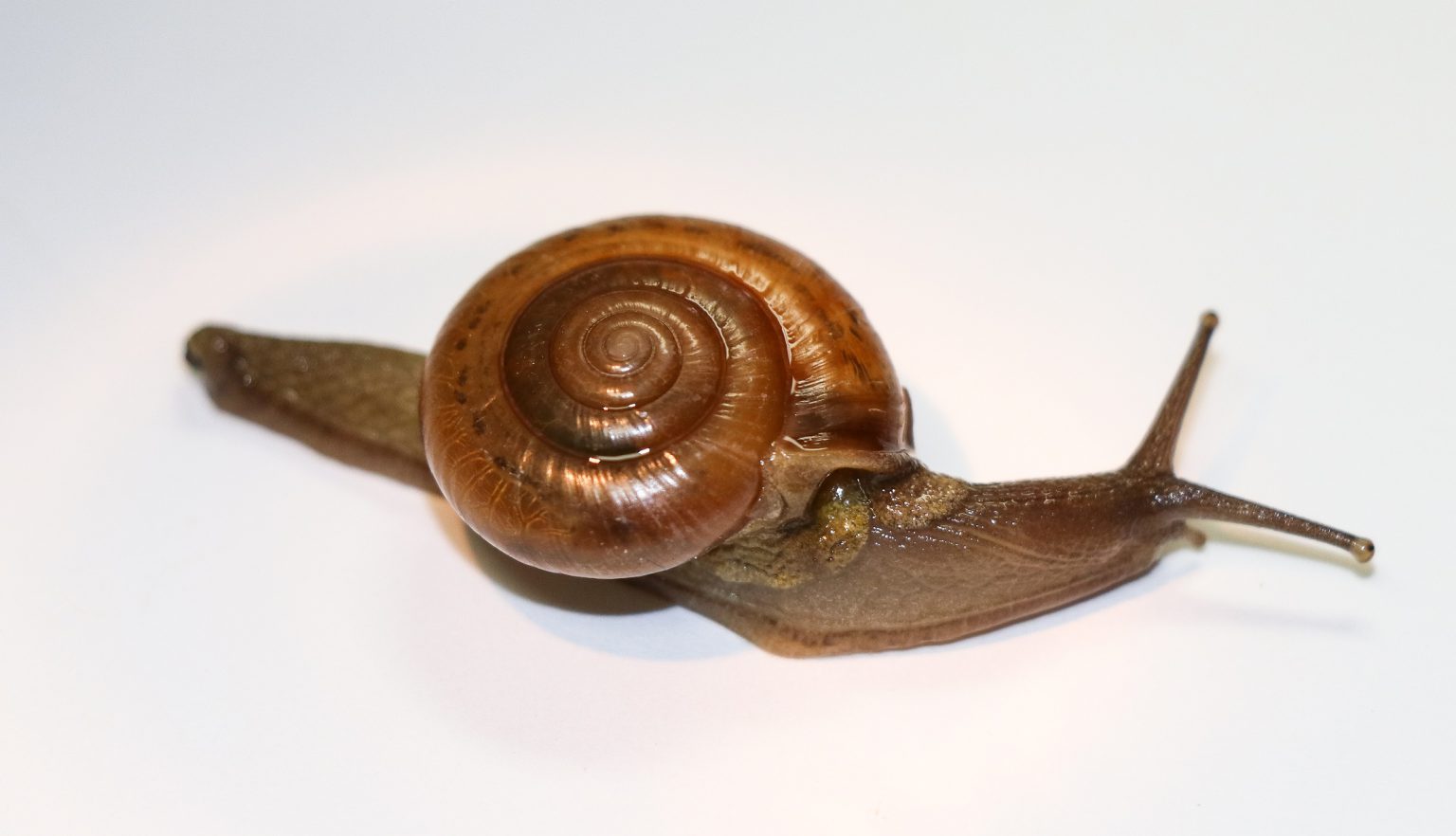 A new snail in South Florida the horntail snail UF/IFAS Extension