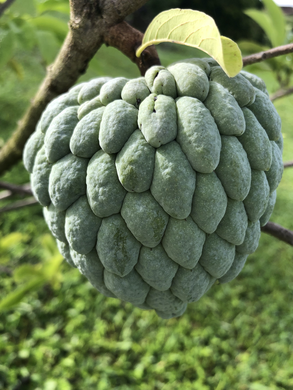 Tropical Fruit Sugar Apple UF IFAS Extension Miami Dade County