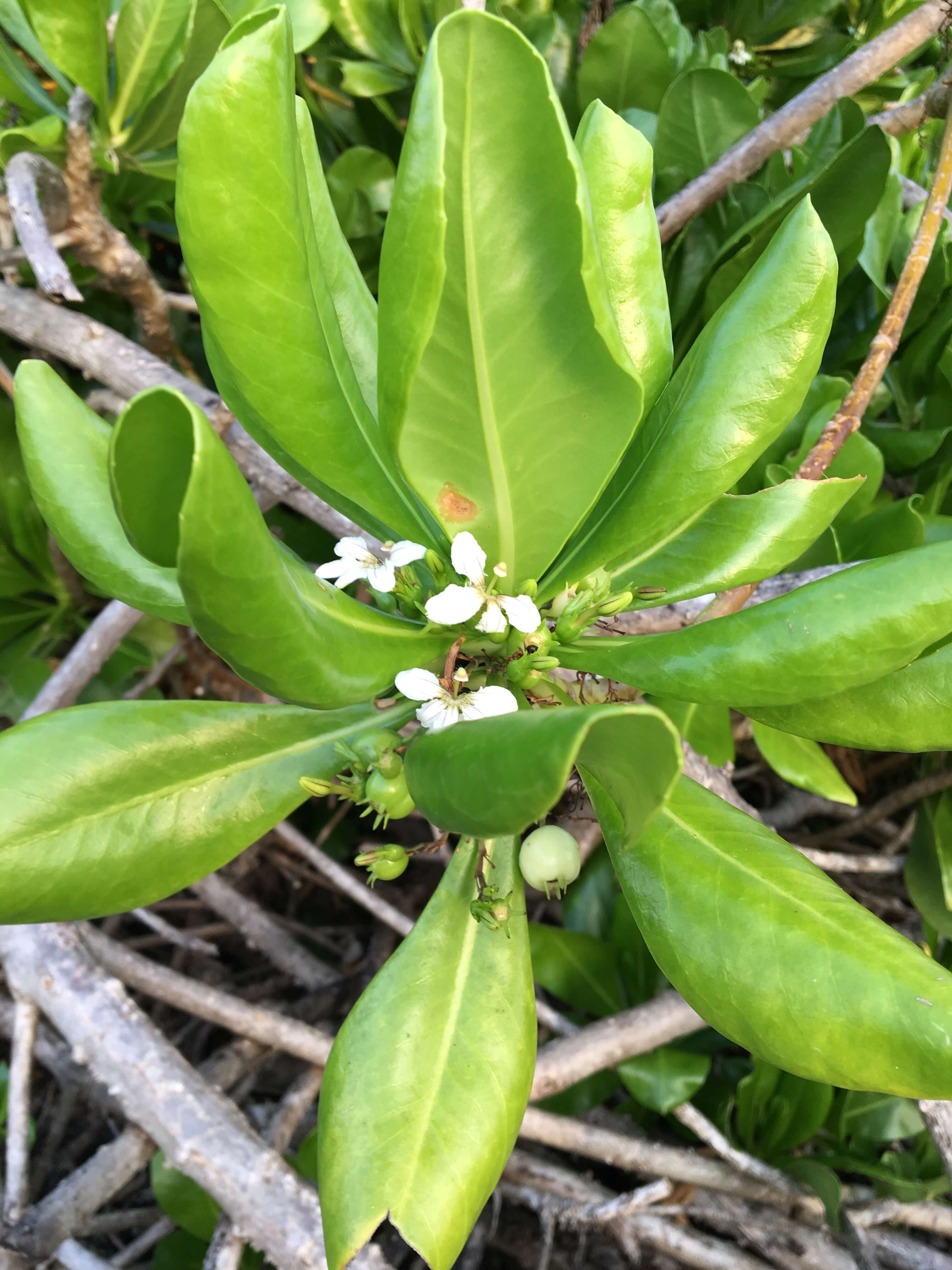 Invasive Species Invade Paradise UF IFAS Extension Monroe County