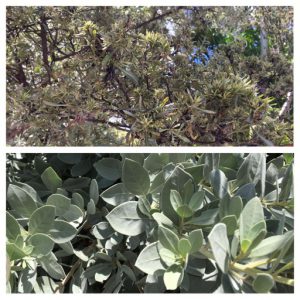 Herbicide damaged foliage (top) vs. healthy foliage (bottom)